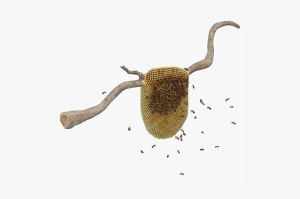 Preview: Natural Beehive with Bees on Branch