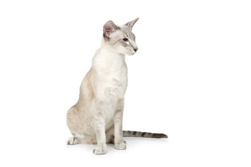 Preview: Beautiful oriental siam cat