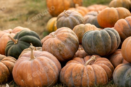 Preview: Variety of Colorful Pumpkins and Gourds Close-up View