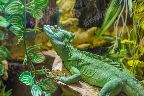 Preview: lizard Plumed basilisk