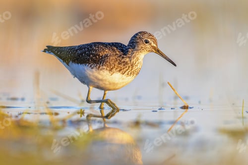 Preview: Green Sandpiper Wading against bright background