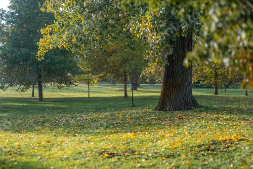 Preview: Autumn landscape, tree on a green meadow covered with fallen yellow leaves
