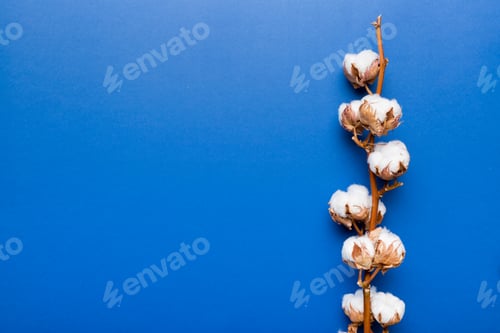 Preview: Autumn Floral composition. Dried white fluffy cotton flower branch top view