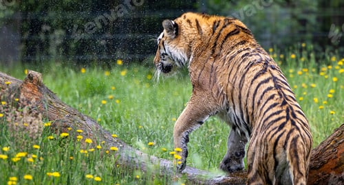 Preview: Siberian tiger in a zoo enclosure surrounded by yellow flowers