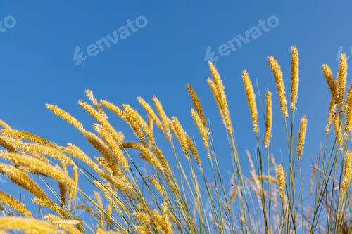 Preview: Reeds sway in the wind against the blue sky