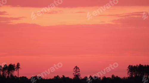 Preview: Beautiful Sunset Sky Above Forest. Lonely Pine Pines Tree In Backlit. Sunset Sky With Gently Clouds