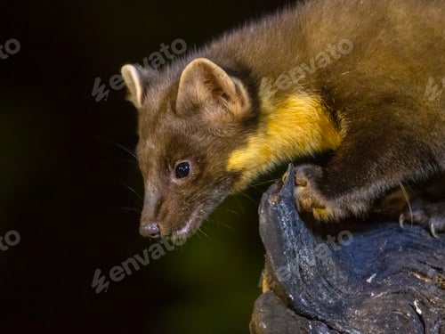 Preview: Portrait of Pine marten in forest at night