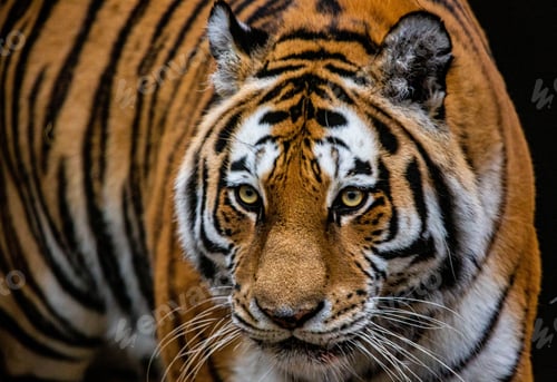 Preview: Closeup of a beautiful tiger with a black background