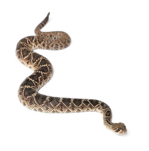 Preview: eastern diamondback rattlesnake - Crotalus adamanteus , poisonous, white background