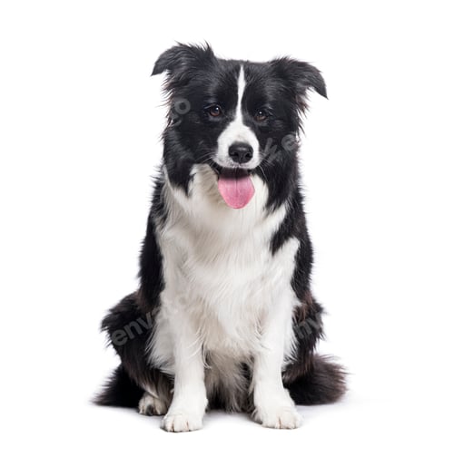 Preview: Happy Black and white Border Collie panting and looking at the camera,, isolated on white