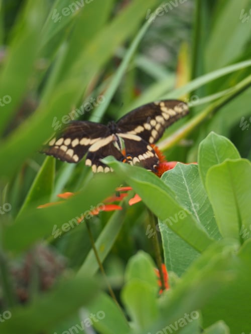 Preview: a butterfly rests on the flower in a garden at home