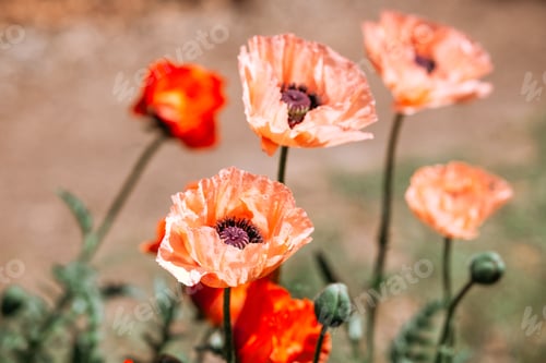 Preview: Vibrant poppies bloom in a sunny garden during spring season