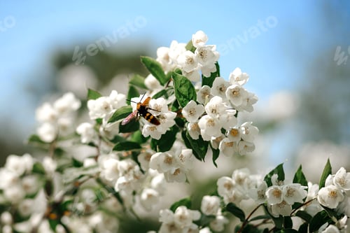 Preview: A flying bee pollinates white flowers