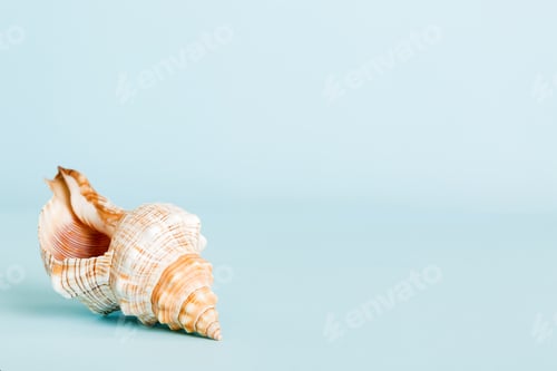 Preview: Summer time concept with sea shells or starfish on a table background with copy space for text