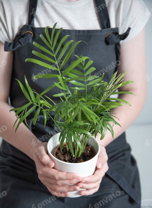 Preview: girl in a dark gray apron holds a houseplant palm tree on a gray background. Hobbies gardening