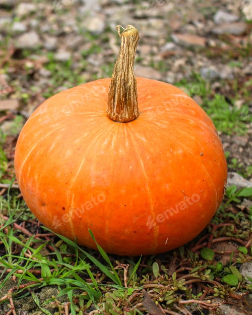 Preview: Pumpkin (Ripe Orange Fruit, Harvest) Concept. Food Background. Copy Space. Top View