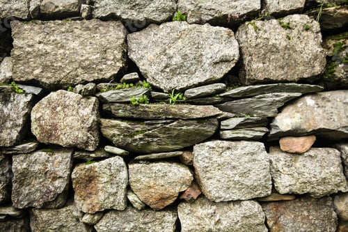 Preview: close-up view of stone wall and green plants growing through stones in Indian Himalayas, Dharamsala,