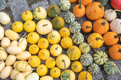 Preview: a large harvest of bright multi-colored pumpkins in the garden, vegetables