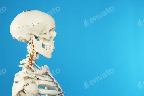 Preview: Artificial human skeleton model on blue background, closeup. Space for text