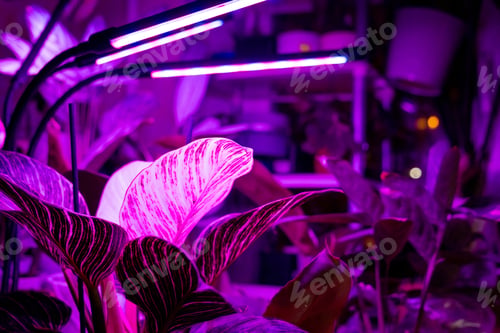Preview: Growing indoor plants with artificial lighting with an ultraviolet lamp.