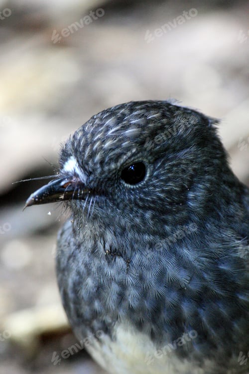 Preview: Karori Wildlife Sanctuary, New Zealand