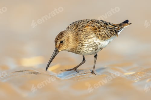 Preview: Dunlin wader bird on beach during migration