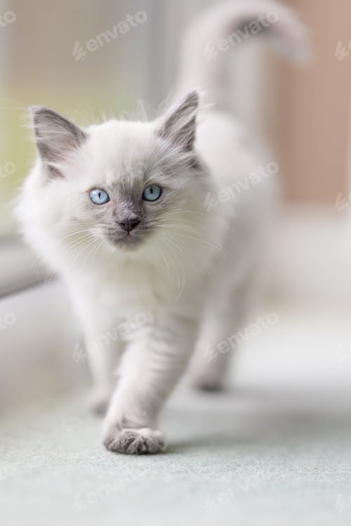 Preview: Vertical and closeup shot of the white ragdoll kitten walking towards the camera