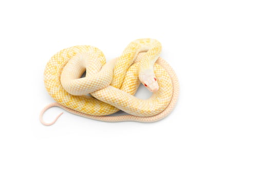 Preview: The Japanese rat snake albino isolated on white background