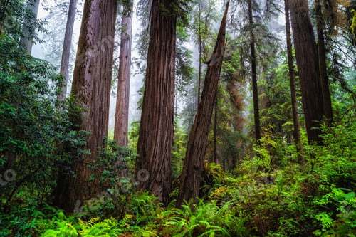 Preview: Views In The Redwood Forest At Redwoods National And State Parks In California