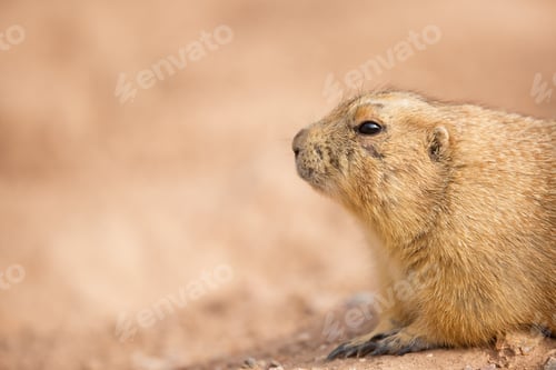 Preview: Gopher Closeup With Copy Space
