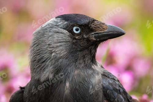 Preview: Western jackdaw looking in wildflowers in close-up