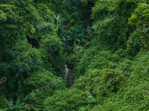 Preview: Aerial view of tropical forest in summer
