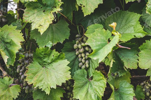 Preview: Green grapes grow on the vine. Winemaking concept.