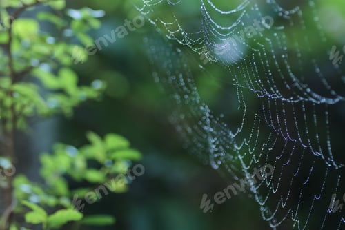 Preview: spider web