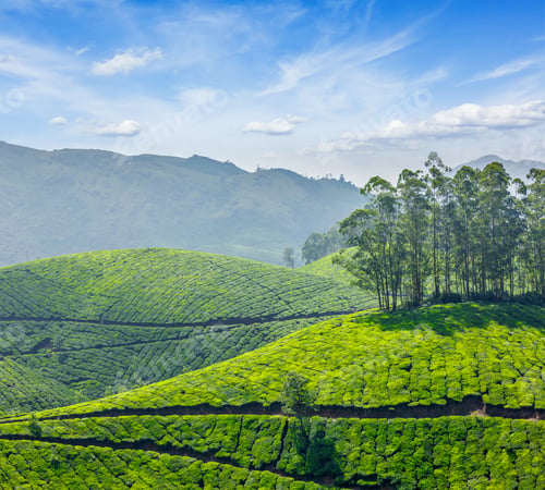 Preview: Tea plantations