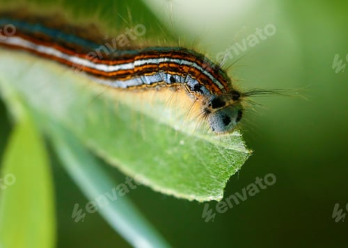 Preview: Hairy hungry little colourful caterpillar