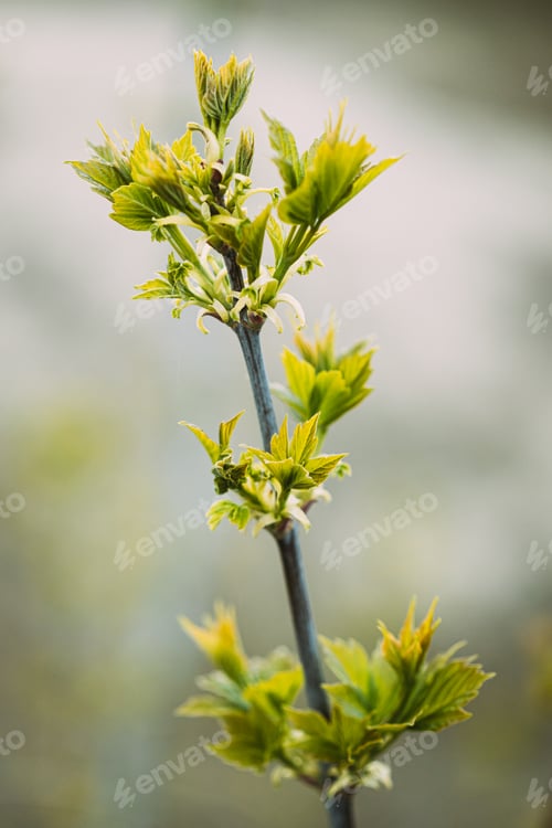 Preview: Young Spring Green Leaf Leaves Growing In Branch Of Forest Bush Plant Tree. Young Leaf In Sunlight