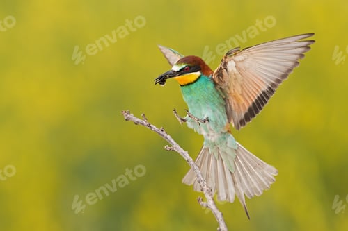 Preview: Bee-eater landing on a twig with bee in beak