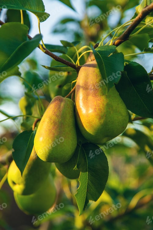 Preview: Pears grow in the garden. Selective focus.