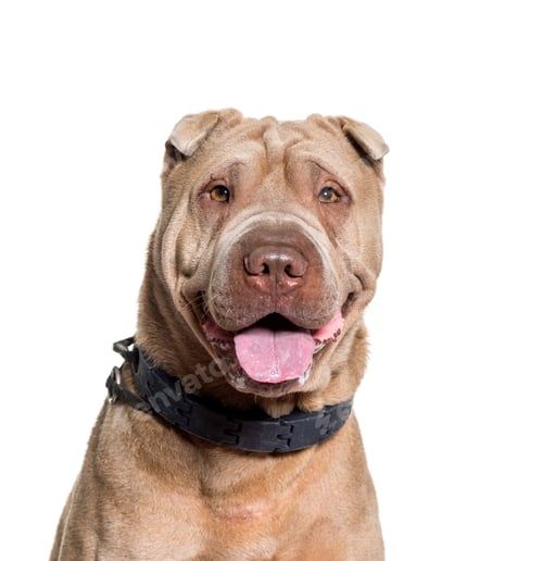 Preview: Close-up of Sharpei dog, cut out