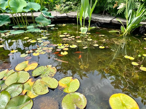 Preview: Lotus pond with water lily and leaves with Koi fish swimming in the pond in the garden.