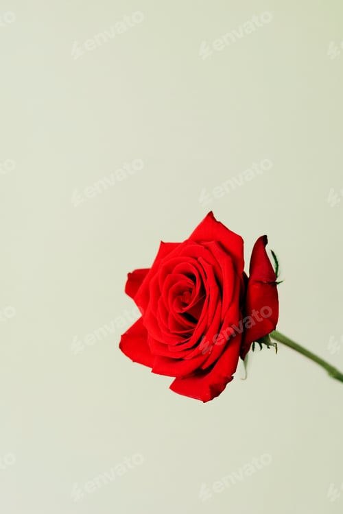 Preview: Red rose on a green background