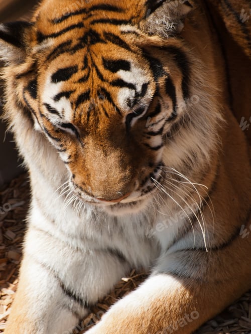 Preview: Close Up of Tiger