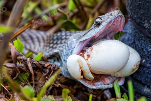 Preview: Snake opening his mouth and eating big eggs in the forest ground