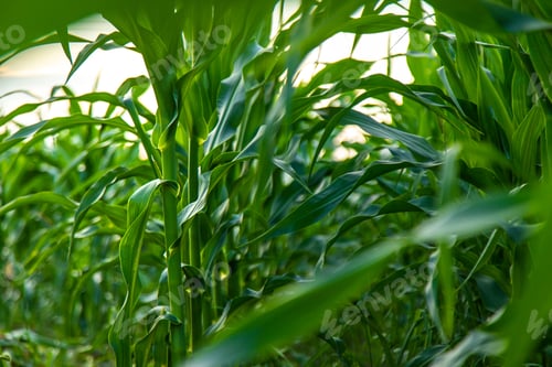 Preview: Field corn grows in the field. Selective focus.