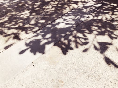 Preview: Tree silhouetted shadows on cement ground