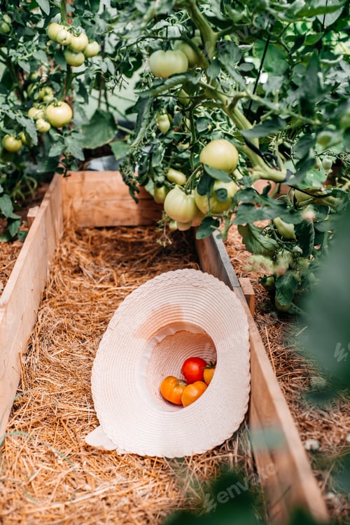 Preview: Baby girl gathers summer and autumn harvest. Harvest vegetables in a greenhouse in the village. Toma
