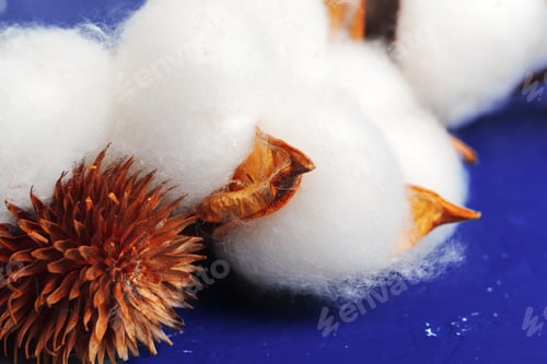 Preview: Close-up of Ripe cotton bolls on branch