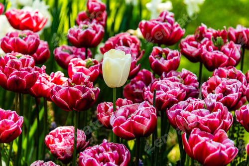 Preview: Colorful spring fresh dutch tulips. Assorted colors