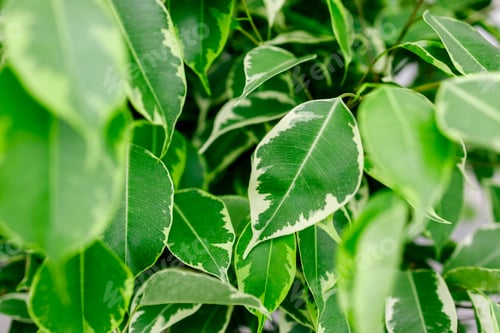 Preview: Green texture of ficus leaves